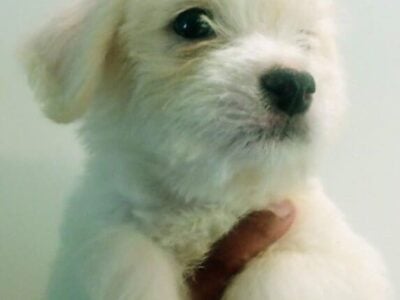 Adorable Small Breeds