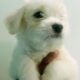 Adorable Small Breeds