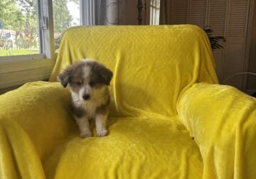 Rescued Aussie x Border Collie puppy – in Ohio