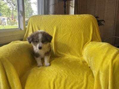 Rescued Aussie x Border Collie puppies – in Ohio