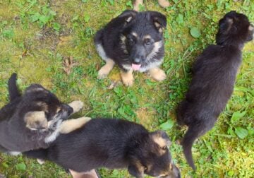 German Shepard puppies