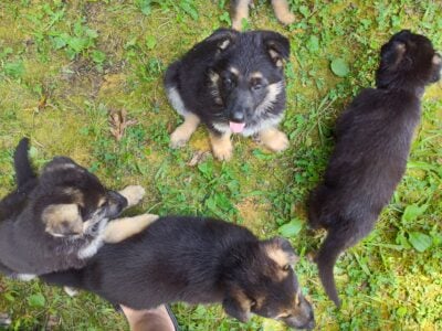 German Shepard puppies
