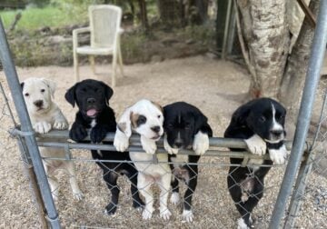 Price reduced – Boxweiler Mastiff Pyrnees