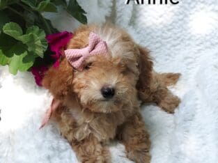 Annie