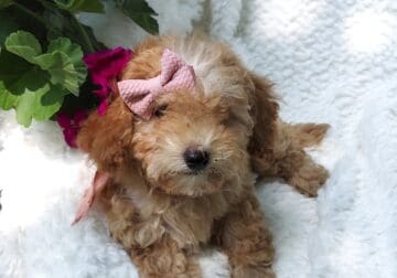 Annie