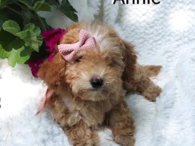Annie