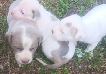 Make pitbull puppies