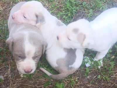 Make pitbull puppies