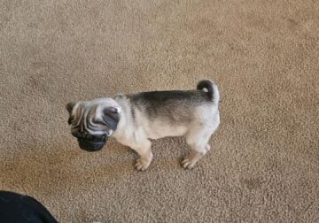 Purebred Pugs
