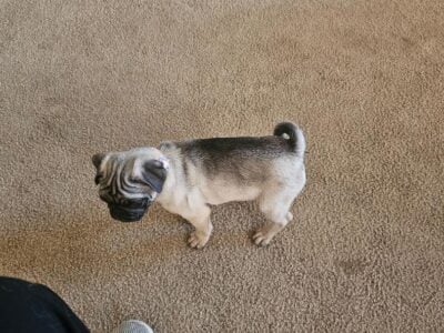 Purebred Pugs