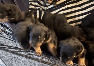 rottweilers for sale
