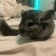 Chinchillas