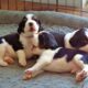 English Springer Spaniel puppies for sale