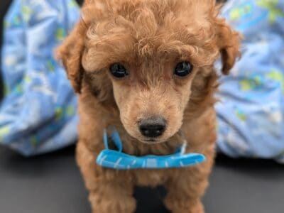 Simon 💙 Toy Poodle