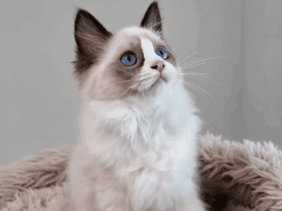 Female Chocolate Bi-Color Mitted Ragdoll Kitten Bo