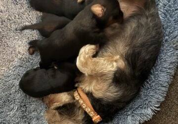 Yorkie