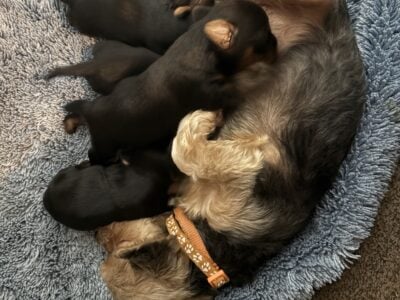 Yorkie