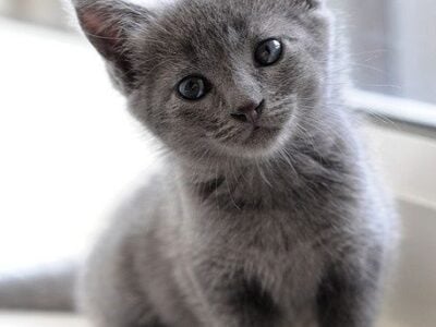 Adorable Healthy Kittens