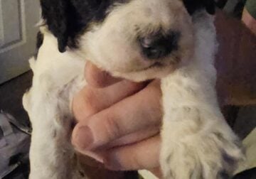 AKC STANDARD POODLES