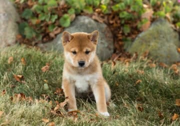 AKC Shiba Inu female puppy In Indiana (Eliza)