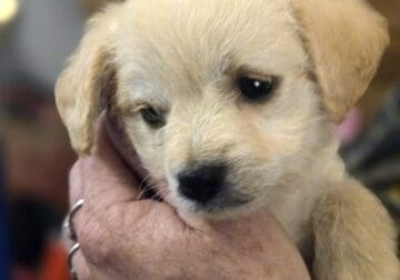Adorable Shi Chi Puppies