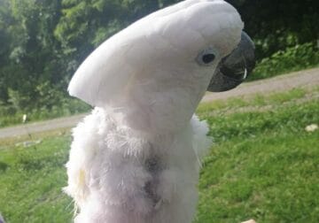 Cockatoo for trade