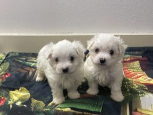 Adorable Male Maltese