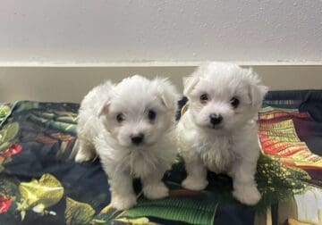 Adorable Male Maltese