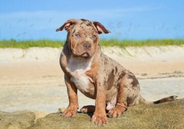 Chocolate Tri Merle Male