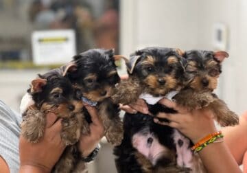 Yorkie Boy