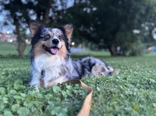Corgi Stud