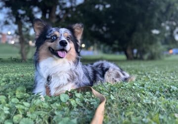 Corgi Stud