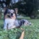 Corgi Stud