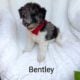 Bentley