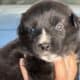 Australian Shepherd Puppies