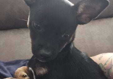 14 week pure breed chihuahua
