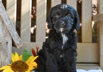 Cavapoo Puppy For Sale Millersburg OH Ruthie