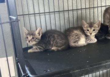 Kitties