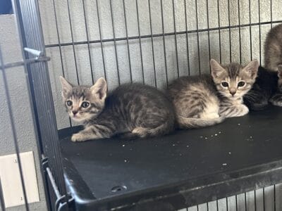 Kitties