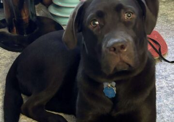 English Chocolate Lab
