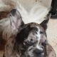 French Bulldog Puppies
