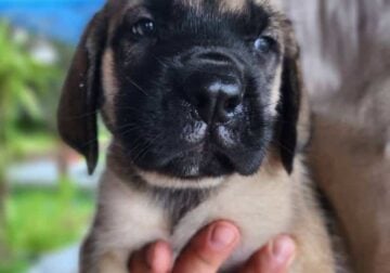 English Mastiff puppies ready for new homes now!