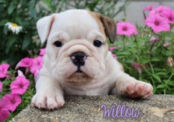 Willow Female English Bulldog