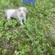 Beautiful Pitbull Puppies for Sale – Ready Soon!