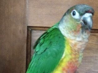 High red Factor Yellow-sided Green Cheek Conure