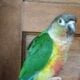 High red Factor Yellow-sided Green Cheek Conure