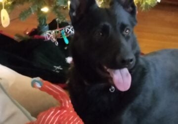 Working line German Shepherds
