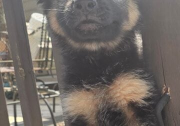 9 week old female german shepherd pup