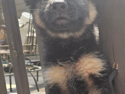 9 week old female german shepherd pup