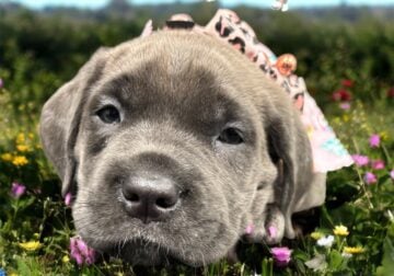 Cane corso
